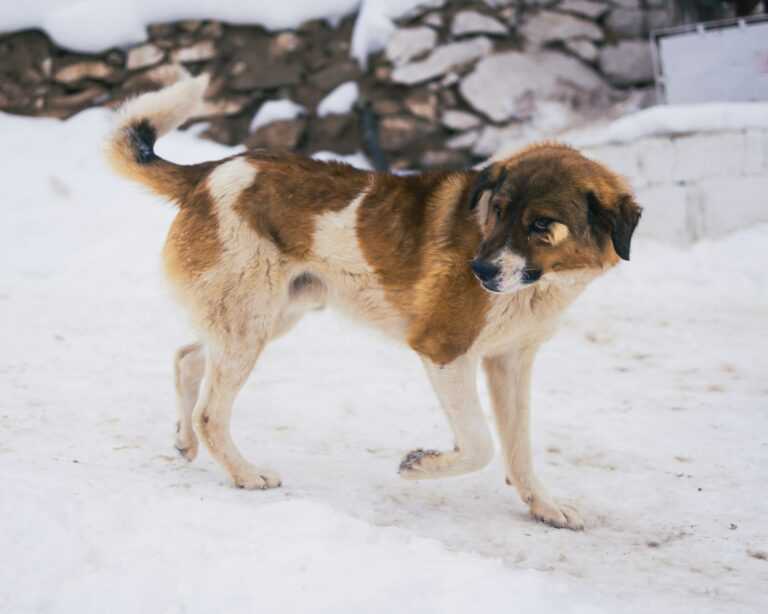 asif sharif DXOJbzU unsplash