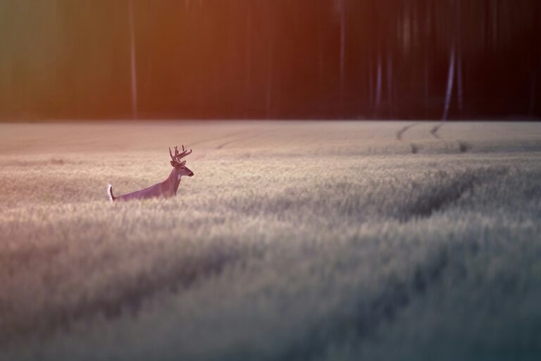 saad chaudhry GU QjaxWg unsplash